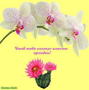 Кактус Надя - Чтоб тебе кактус вместо орхидеи! (СИ) скачать бесплатно