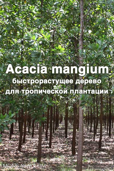 Hegde Maheshwar - Acacia mangium  Willd. - быстрорастущее дерево для тропической плантации скачать бесплатно