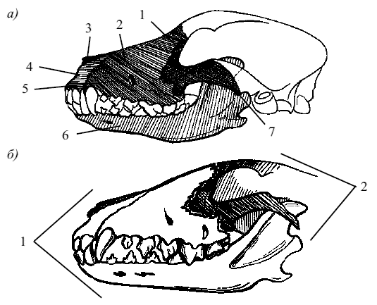 Схема строение черепа млекопитающих