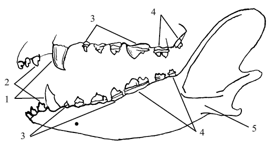 Челюсть собаки рисунок
