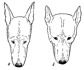 Клинообразная морда у собаки вид сбоку. Клиновидная форма головы у собаки. Форма морды у собак.