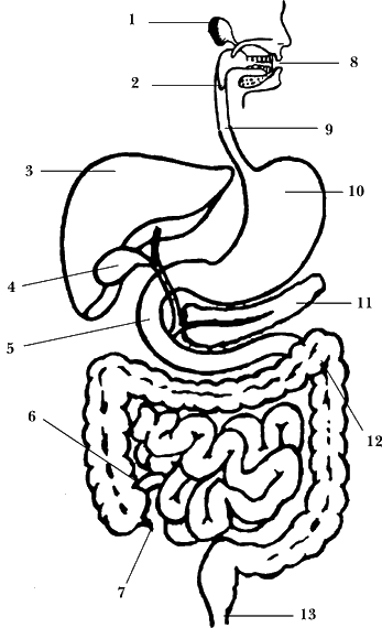 Как нарисовать пищеварительную систему