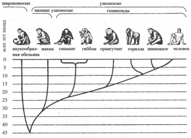 Эволюционное древо человека схема