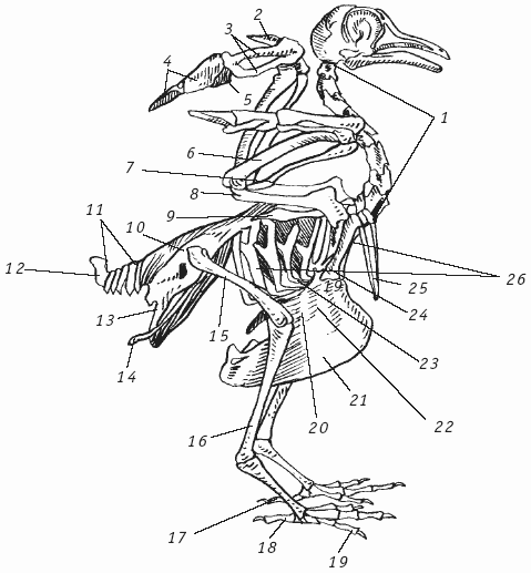 Скелет птицы схема