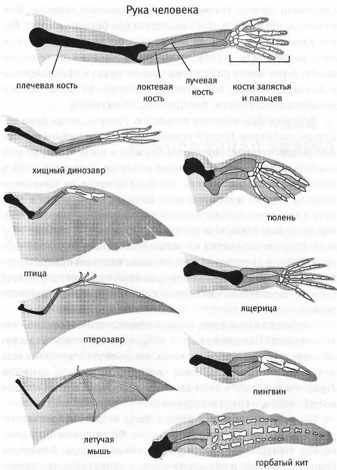 Ласты кита и роющие конечности. Крыло пингвина строение. Анатомия крыльев. Строение крыла пингвина. Кисть птицы строение.