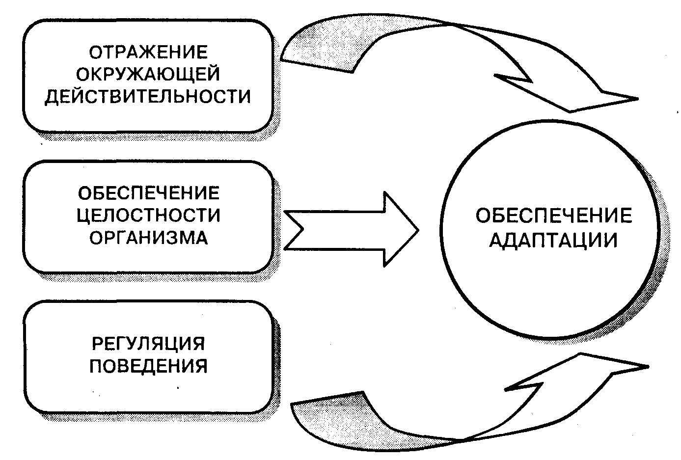 Основные функции психики презентация