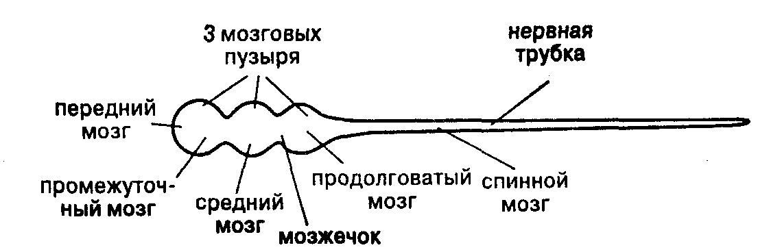 Вы точно человек?