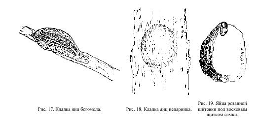 Кладка яиц примеры заданий.