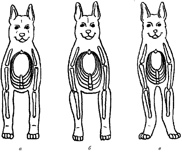 Постав. Размет передних лап у немецкой овчарки. Правильная постановка задних лап у немецкой овчарки. Рахит у немецкой овчарки. Размет задних лап у собак.
