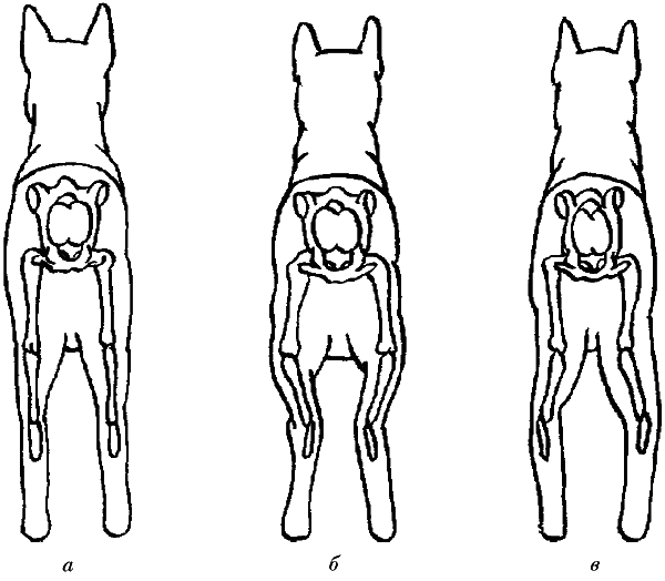 Постав. Правильная постановка задних лап у немецкой овчарки. Рахит задних лап у немецкой овчарки. Дисплазия передних конечностей у немецкой овчарки. Правильная постановка лап у ВЕО.