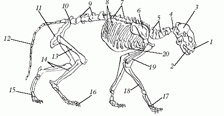 Скелет кошки схема