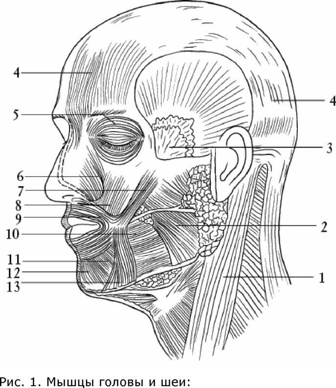 Части затылка. Мимические мышцы головы анатомия. Мимические мышцы лица анатомия профиль. Мышцы лица сбоку анатомия. Мышцы головы вид сбоку.