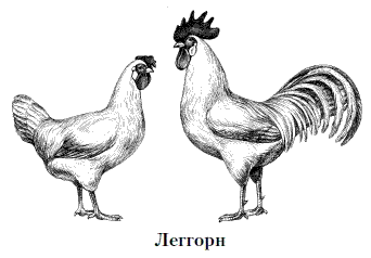 Курица с цыплятами картинки для детей