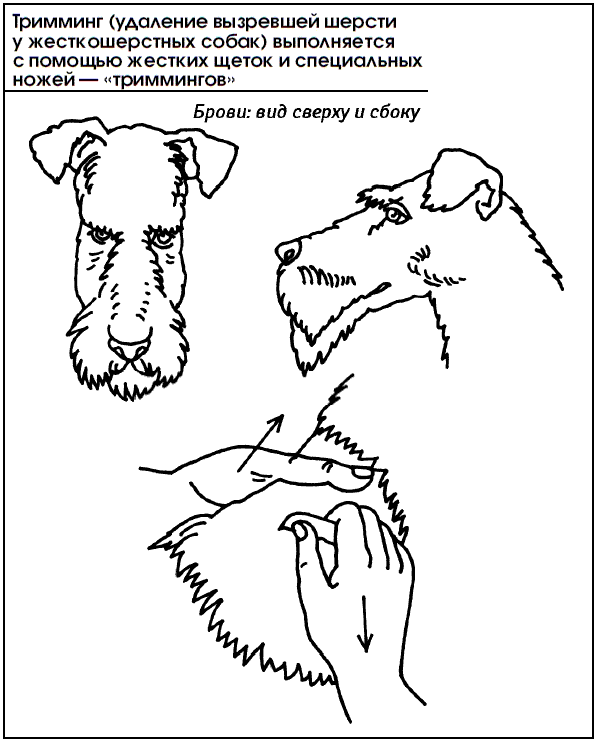 Фокстерьер жесткошерстный тримминг схема