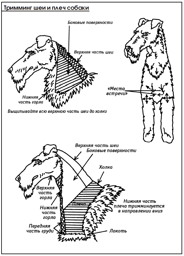 Схемы стрижки собак разных пород