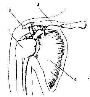 Рисунок плечевого сустава
