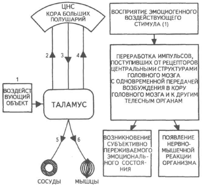 Физиологические основы эмоций презентация