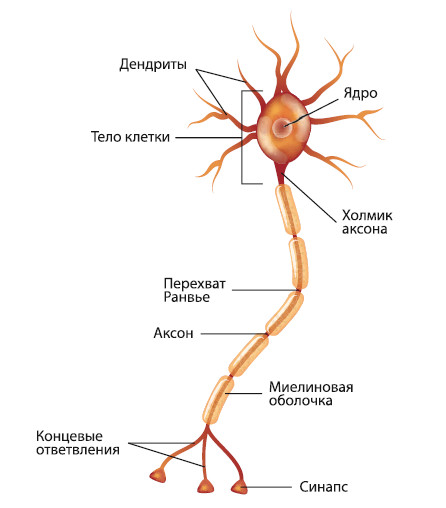 Нейрон рисунок с подписями