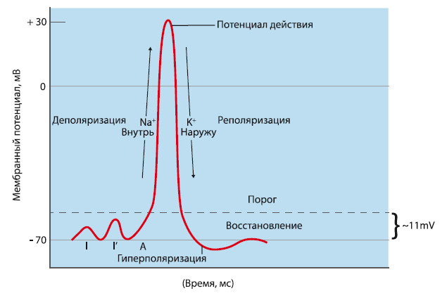 Потенциал действия схема