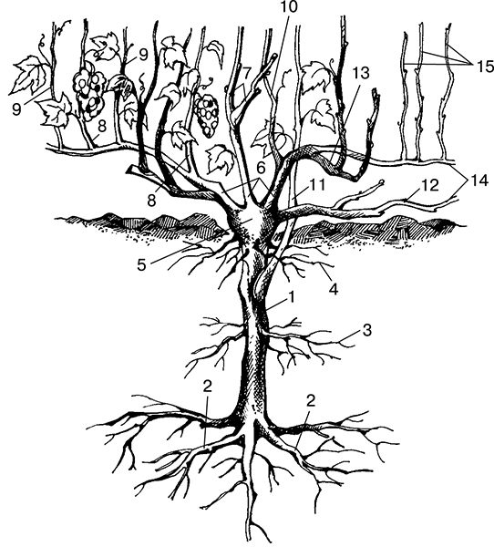 Корневая система винограда размеры схема фото