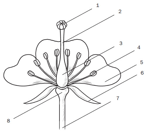 Зарисуй схему строения цветка и подпиши обозначения