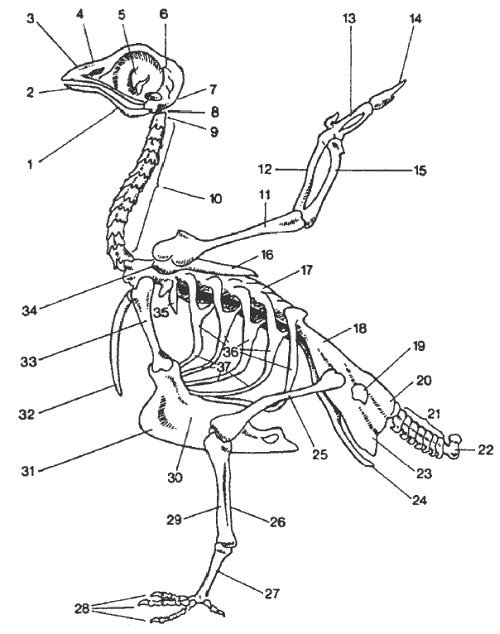 Обозначьте части скелета птицы. Строение скелета сизого голубя. Строение скелета курицы схема. Скелетное строение голубя. Скелет птицы голубя.