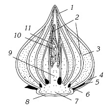 Схема луковицы тюльпана