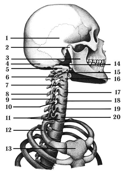 Между черепом и позвоночником. Кости шеи вид сбоку.