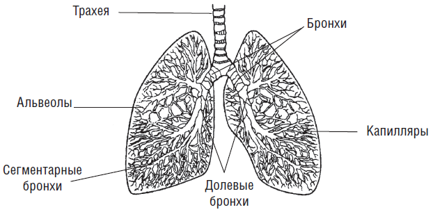 Легкие схема. Строение лёгких человека схема. Схематическое строение легких. Строение лёгких человека рисунок с подписями. Схематичное строение легких человека.