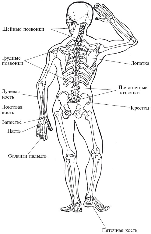 25 костей. Строение спины человека сзади сзади кости. Строение скелета сзади. Скелет человека вид сзади с названием костей. Скелет человека анатомия вид сзади.