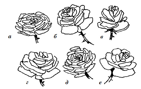 Строение розы рисунок