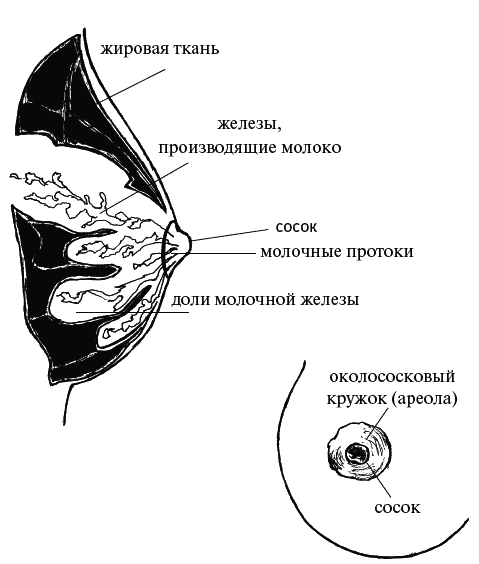 Почему большая ареола. Сколько растет грудь. Железы околососкового Кружка. Как растет грудь у девочек.