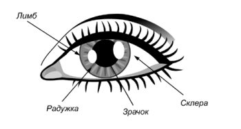 Строение глаза человека рисунок черно белый