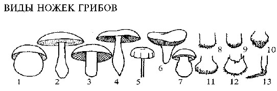 Съедобные грибы сибирских лесов