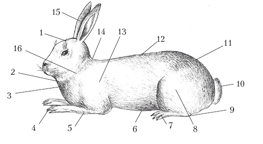 Внутреннее строение кролика рисунок 7 класс