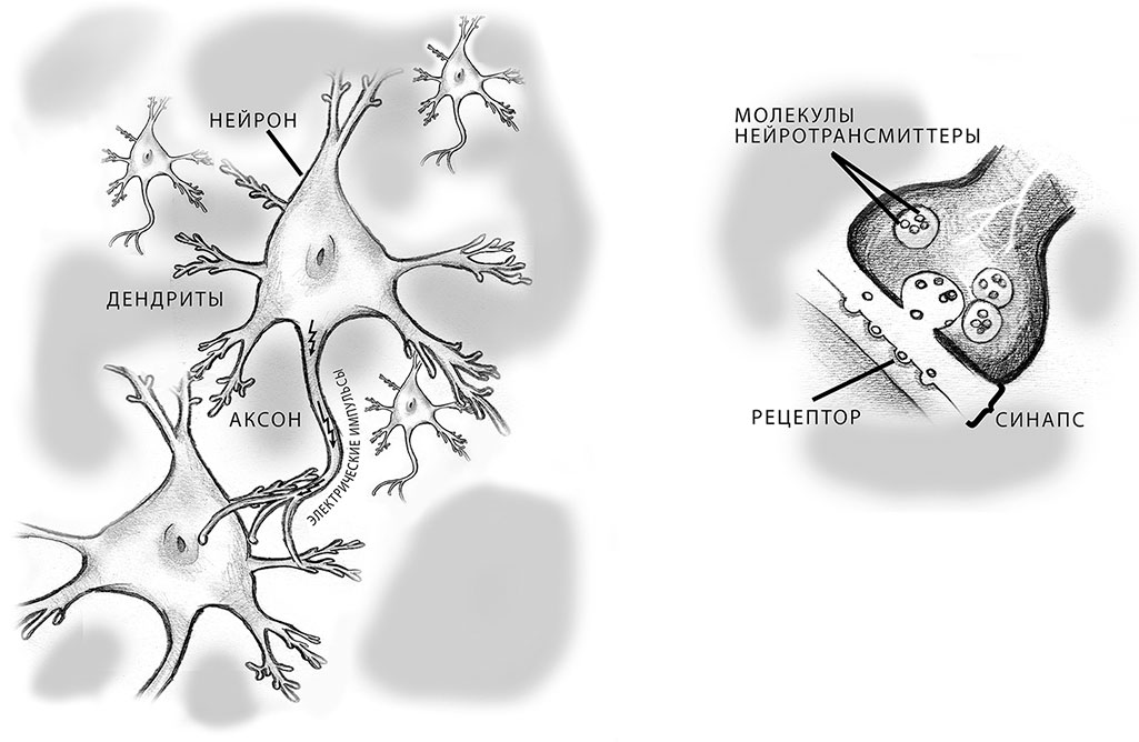 Нервная клетка рисунок