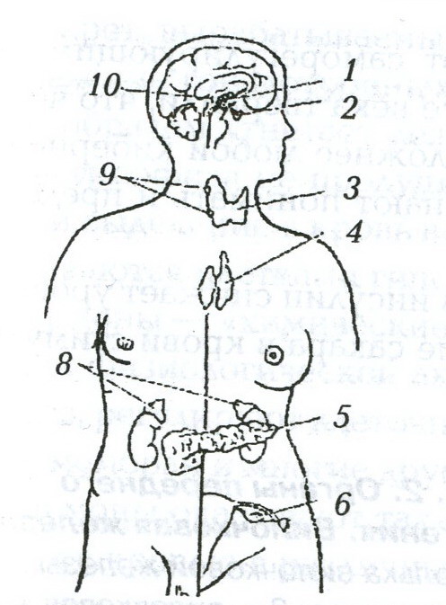 Железы внутренней секреции рисунок