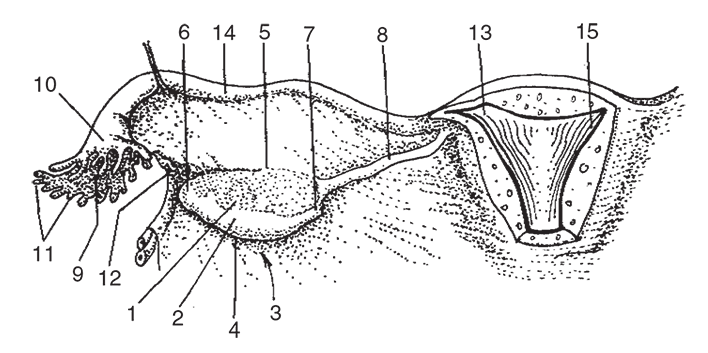 Женские половые органы схема. Строение женских.половых органов. Наружные половые органы женщины строение. Свободный край яичника анатомия. Трубный и маточный конец яичника.