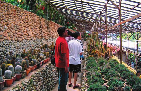 Универсальная полочка - теплица для кактусов и сукулентов