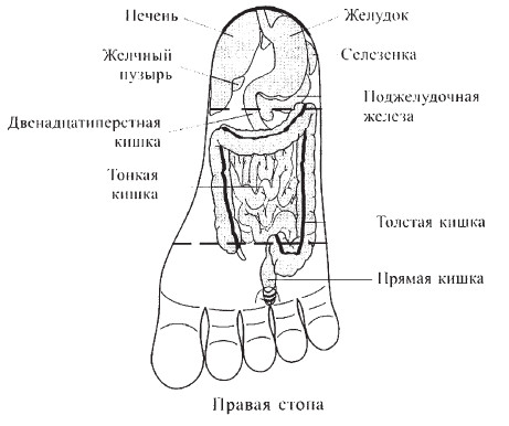 Су джок карта стопы