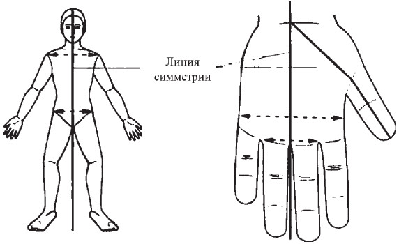 Симметрия тела человека рисунок