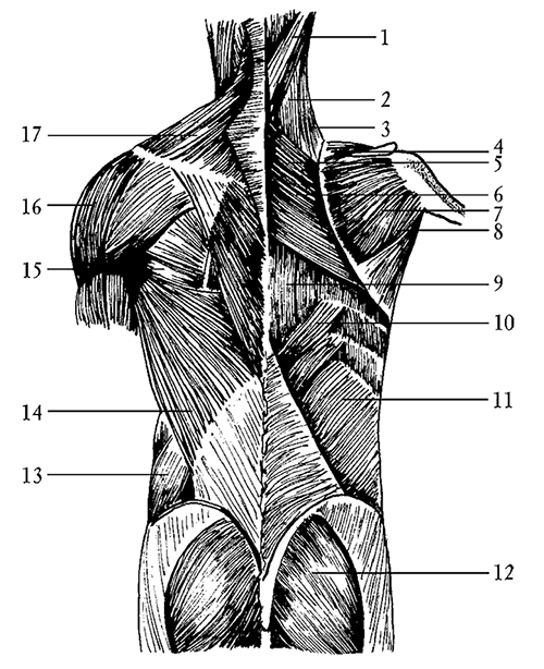 Рисунок мышц спины