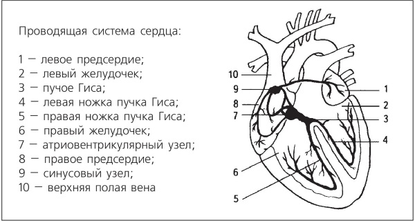 Рисунок проводящей системы сердца