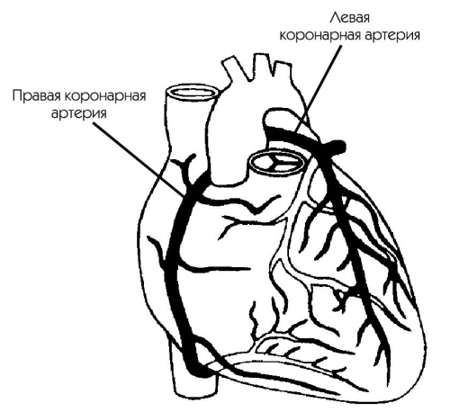 Рисунок коронарные артерии