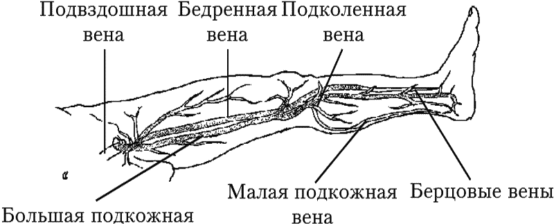 Схема узи нижних конечностей. Анатомия вен нижних конечностей. Вены конечностей анатомия. Подкожные вены предплечья анатомия.