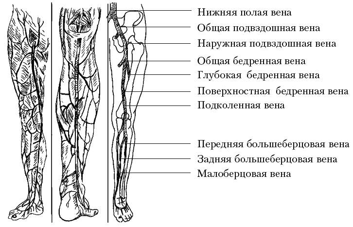 Анатомия вен ноги. Сосуды и вены нижних конечностей анатомия. Система вен нижних конечностей схема. Вены нижних конечностей анатомия схема. Отток венозной крови от нижней конечности схема.