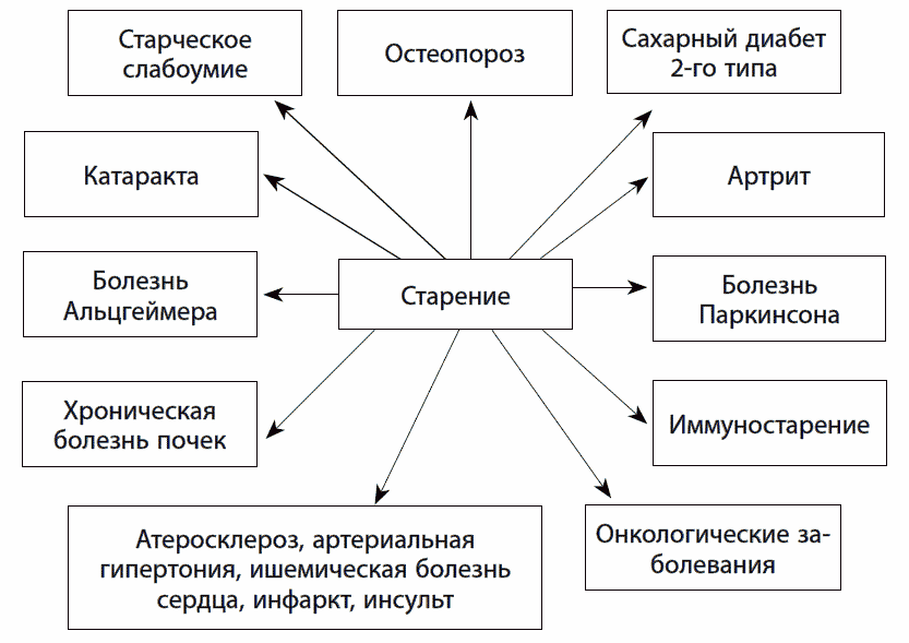 Факторы ускоряющие процесс старения у человека проект