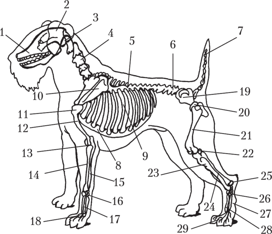 Собака строение. Скелет Джек Рассел терьера. Строение скелета собаки анатомия. Скелет собаки кобеля. Скелет собаки строение схема.