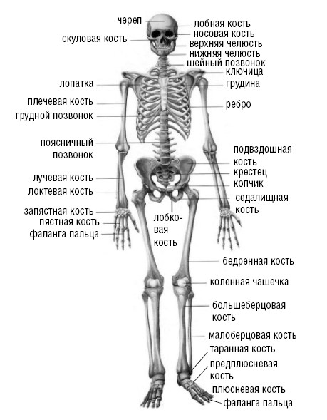 Картинка скелет человека с надписями