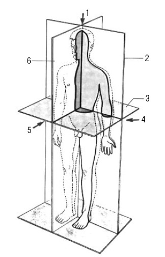 Оси и плоскости человека рисунок
